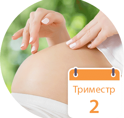 Термін вагітності від зачаття: відлік тижнів і важливі етапи
