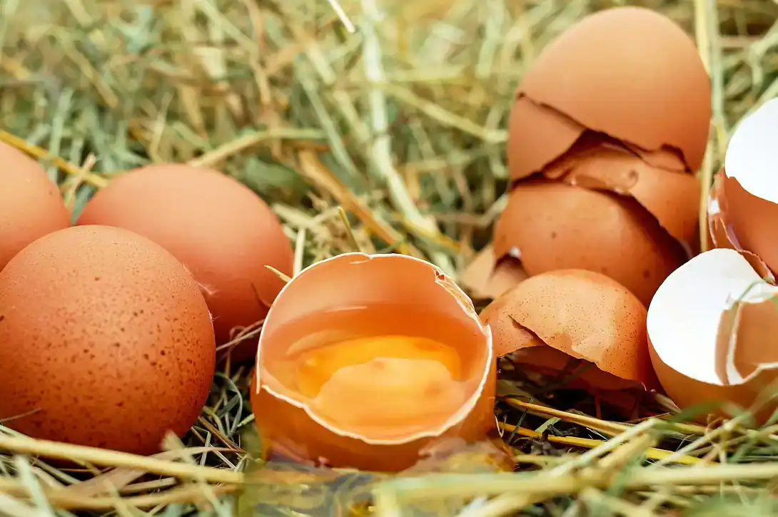 Скільки можна зберігати яйця без холодильника - Як зберігати ...