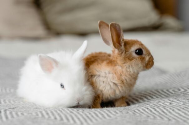 Тривалість життя декоративних кроликів: скільки років вони живуть?