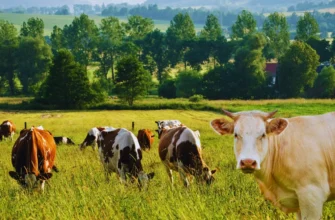 Тривалість життя корів: скільки років живуть ці сільськогосподарські тварини?