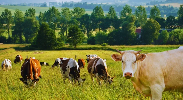 Тривалість життя корів: скільки років живуть ці сільськогосподарські тварини?