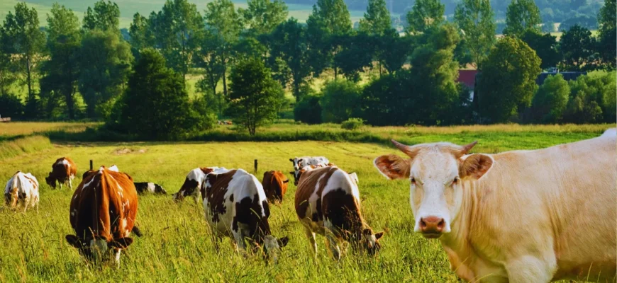 Тривалість життя корів: скільки років живуть ці сільськогосподарські тварини?