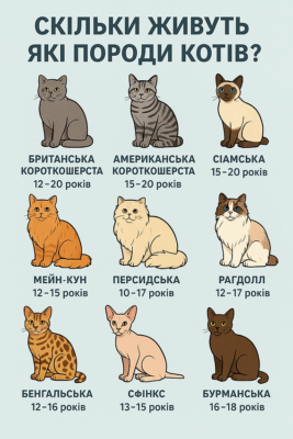Тривалість життя котів: Скільки років зазвичай живе ваш улюбленець?