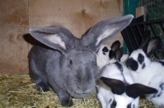 Тривалість життя кроликів: скільки років живуть домашні улюбленці