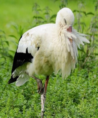 Тривалість життя лелеки: Скільки років живуть ці птахи?