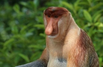 Тривалість життя мавп: скільки років доживають різні види приматів?