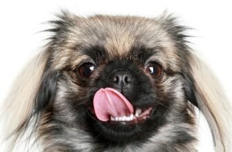 Тривалість життя пекінесів: скільки років живуть ці чарівні собаки?