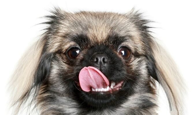 Тривалість життя пекінесів: скільки років живуть ці чарівні собаки?