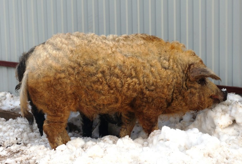 Скільки років в середньому живуть свині в домашніх умовах і в ...