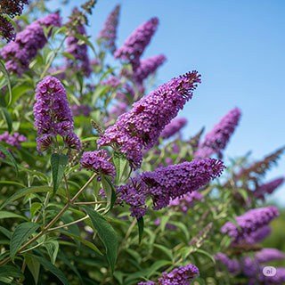 Декоративні кущі (квітучі, вічнозелені) ✔️ продаж в Україні