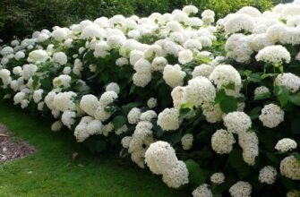 Цікаві декоративні кущі: як обрати найкращі для вашого саду