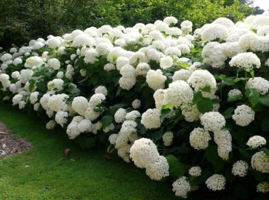 Цікаві декоративні кущі: як обрати найкращі для вашого саду