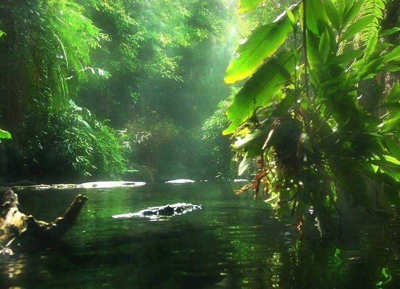 📍Амазонка. Це неймовірний експірінс, коли ти бачиш природу такою ...