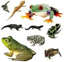 Цікаві факти про амфібії: розкриваємо таємниці земноводних