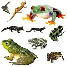 Цікаві факти про амфібії: розкриваємо таємниці земноводних