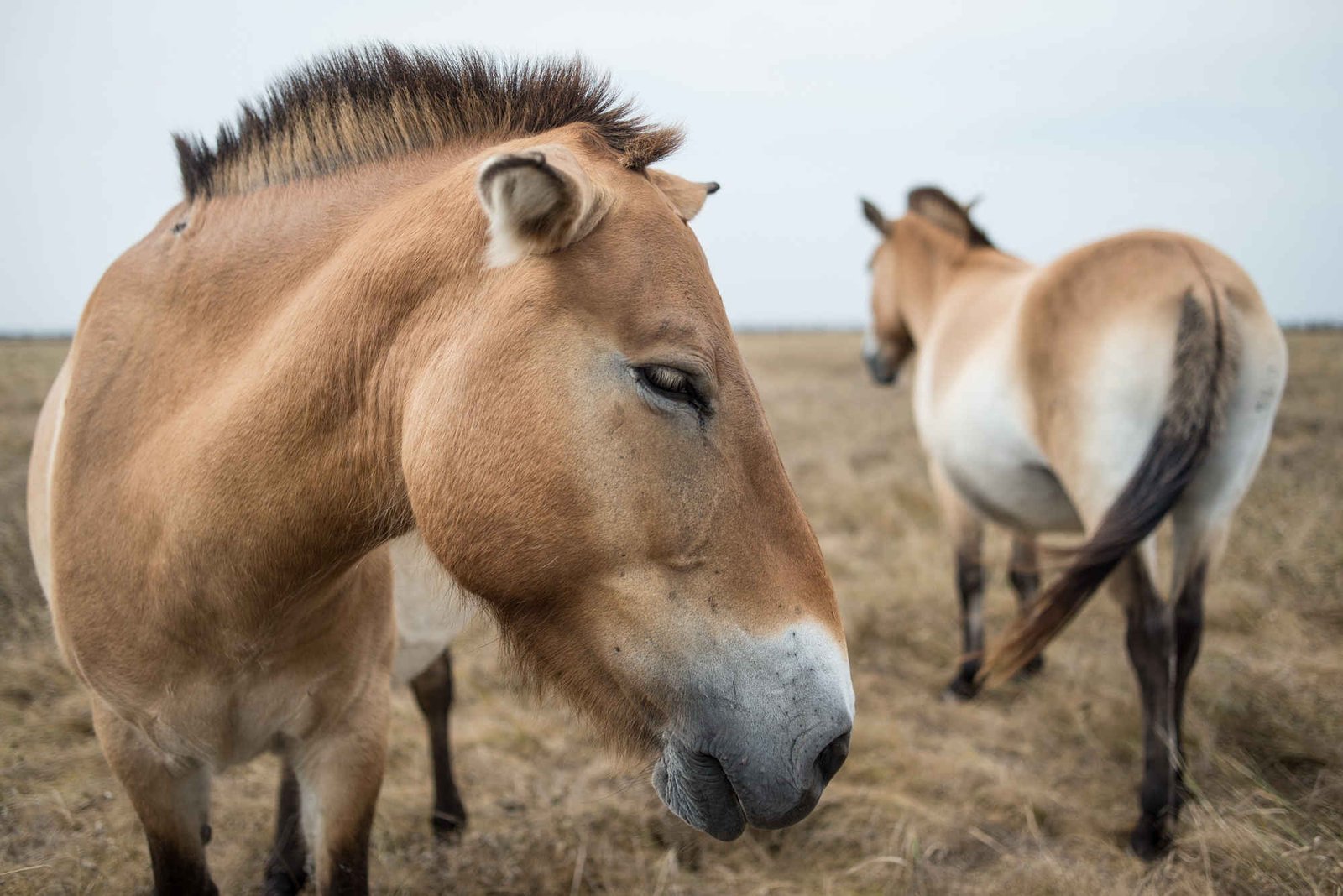 Cтепи України » Біосферний заповідник “Асканія Нова”
