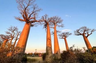 Цікаві факти про Баобаб: незвичайне дерево африканських саванн