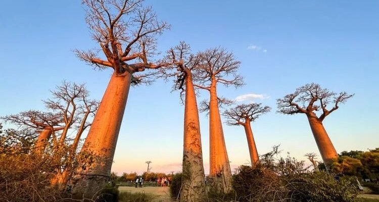 Цікаві факти про Баобаб: незвичайне дерево африканських саванн