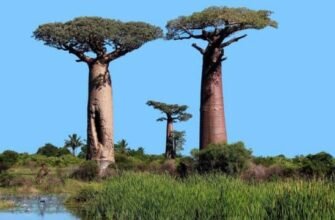 Цікаві факти про баобаб: незвичайні дерева африканської савани