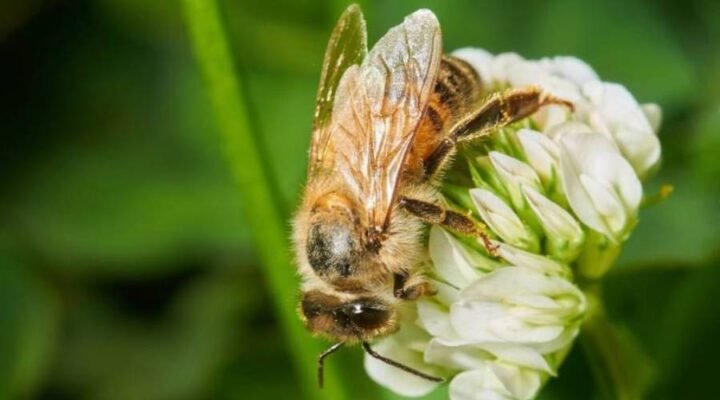 Цікаві факти про бджіл: неймовірні властивості цих незвичайних комах