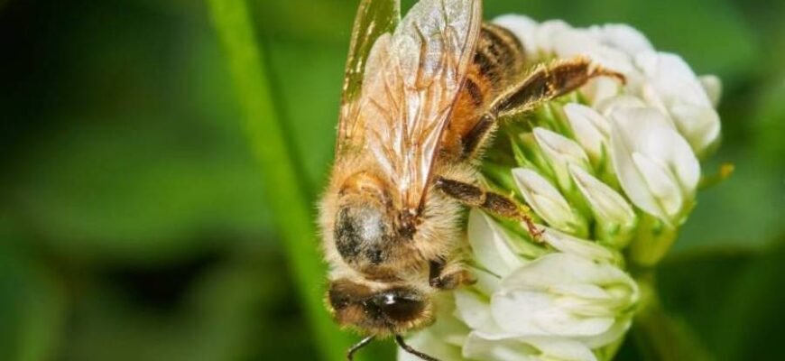 Цікаві факти про бджіл: неймовірні властивості цих незвичайних комах