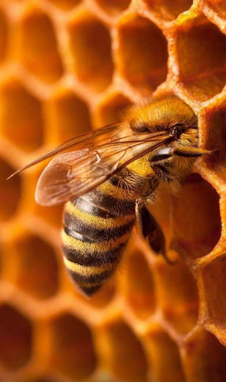 Бджоли - цікаві факти | Red Letter