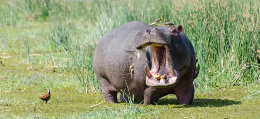 Цікаві факти про бегемотів: невідомі сторони велетнів з Африки