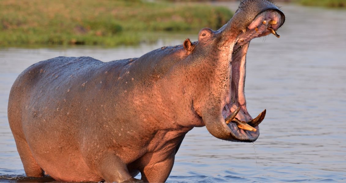 Бегемот звичайний – величезний гігант водних широт