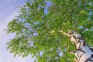 😎Береза ​​​- назва видів і корисні властивості ✔️БЕРЕЗА ...