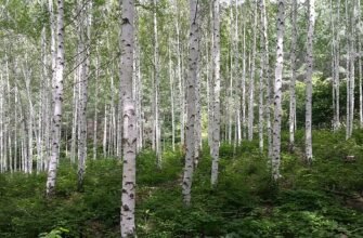 Цікаві факти про березу: відкрийте таємниці найпоширенішого дерева