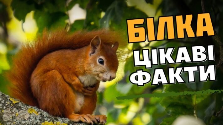Цікаві факти про білки: відкрийте таємниці цих дивовижних створінь