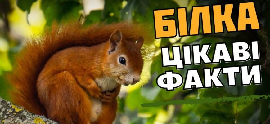 Цікаві факти про білки: відкрийте таємниці цих дивовижних створінь Цікаві факти про білки: відкрийте таємниці цих дивовижних створінь