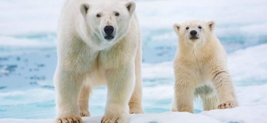 Цікаві факти про білого ведмедя: невідомі деталі життя північного гіганта Цікаві факти про білого ведмедя: невідомі деталі життя північного гіганта
