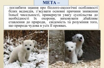 Цікаві факти про білого ведмедя: життя, звички та середовище існування