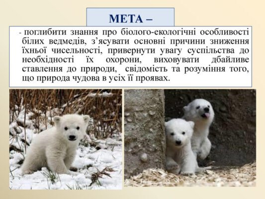 Цікаві факти про білого ведмедя: життя, звички та середовище існування