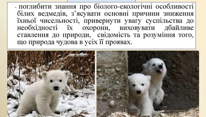 Цікаві факти про білого ведмедя: життя, звички та середовище існування