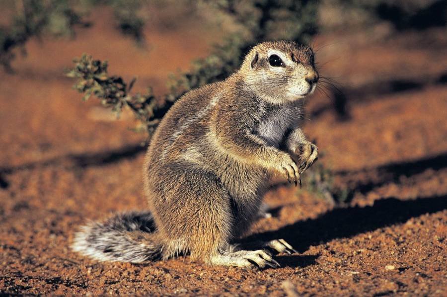 Види білок: різноманітність і секрети життя 2026 - agrodream.com.ua