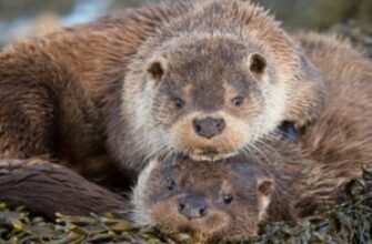 Цікаві факти про білок: неймовірні відкриття та незвичні особливості