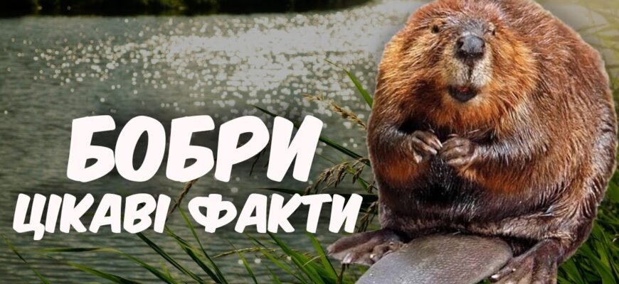 Цікаві факти про бобрів: неймовірні будівельники природи зверніть увагу! Цікаві факти про бобрів: неймовірні будівельники природи зверніть увагу!