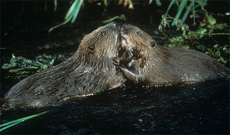 Бобер європейський (Castor fiber) :: Звірі України, ссавці України ::