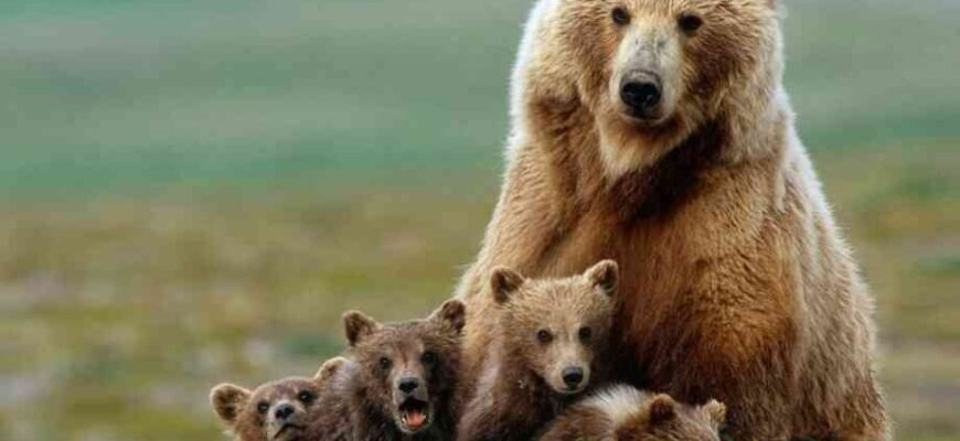 Цікаві факти про бурого ведмедя: життя, звички та середовище існування Цікаві факти про бурого ведмедя: життя, звички та середовище існування