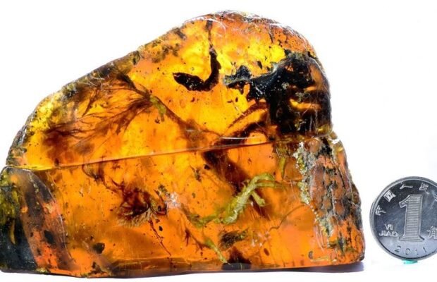 Цікаві факти про бурштин для 3 класу: дізнайся більше про камінь!