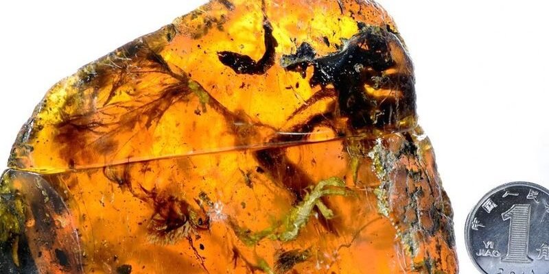 Цікаві факти про бурштин для 3 класу: дізнайся більше про камінь!