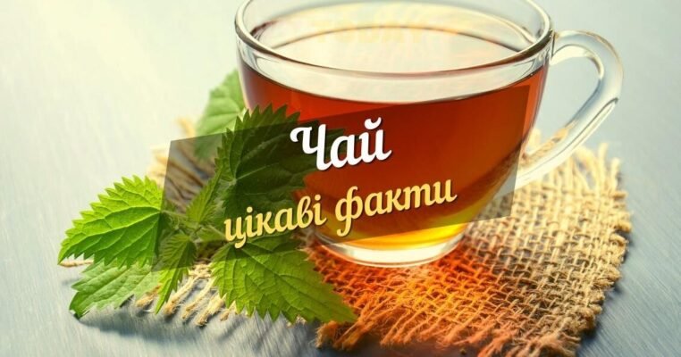 Цікаві факти про чай: історія, види та користь ароматного напою