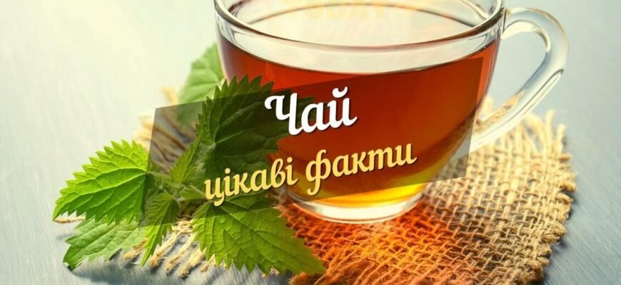 Цікаві факти про чай: історія, види та користь ароматного напою Цікаві факти про чай: історія, види та користь ароматного напою