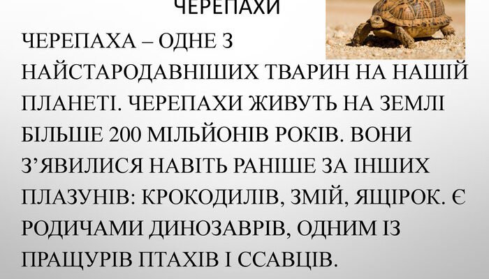 Цікаві факти про черепах: дізнайтеся більше про цих дивовижних тварин Цікаві факти про черепах: дізнайтеся більше про цих дивовижних тварин