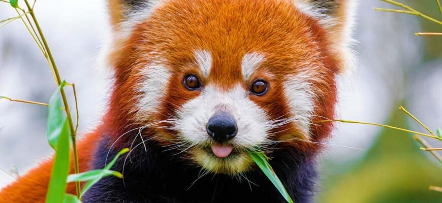 Цікаві факти про червону панду: унікальні риси та поведінка