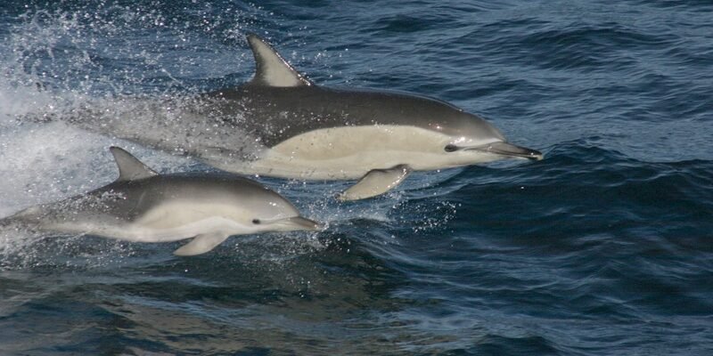 Цікаві факти про Чорне море для дітей: від дельфінів до піратів