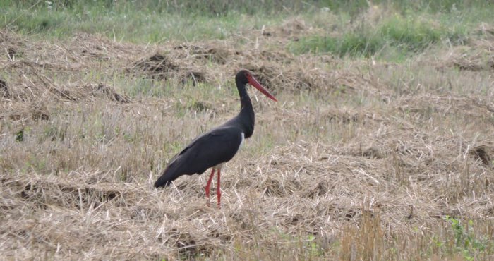 Цікаві факти про чорного лелеку: рідкісний скарб української природи