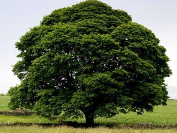 Дерева планети: цікаві факти, яких Ви не знали